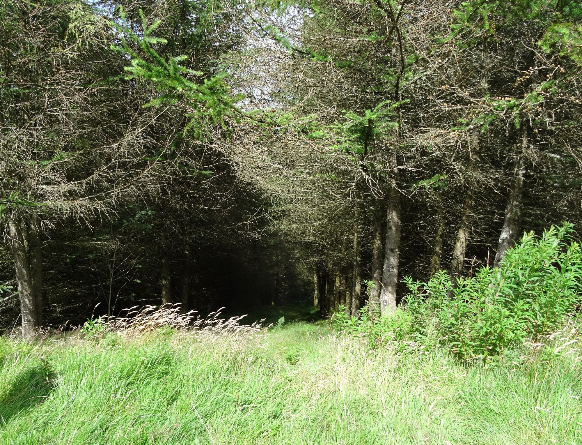 RachelSeabrook.net | Wild Walking | Craig y Pistyll | pic06